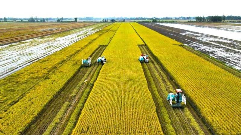 Sản xuất gạo giảm phát thải - đòn bẩy nâng tầm hạt gạo Việt Sản xuất gạo giảm phát thải - đòn bẩy nâng tầm hạt gạo Việt