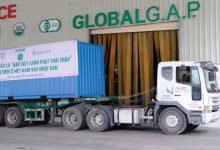 Gạo Việt nhập “làn đua xanh”