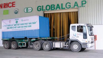 Gạo Việt nhập “làn đua xanh”