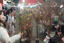 Chợ hoa Xuân Phố cổ 2026 – Không gian Tết truyền thống giữa lòng Hà Nội