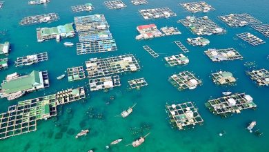 Nhiều rào cản hạn chế phát triển ngành nuôi biển