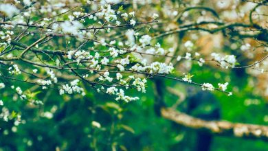 Trải nghiệm mùa hoa mận tháng mười ở Mộc Châu