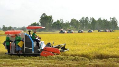 Một triệu héc ta lúa chất lượng cao: Cơ chế “kéo” doanh nghiệp vào chuỗi Một triệu héc ta lúa chất lượng cao: Cơ chế “kéo” doanh nghiệp vào chuỗi