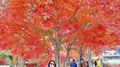 Trải nghiệm mùa lá đỏ ở Nhật Bản