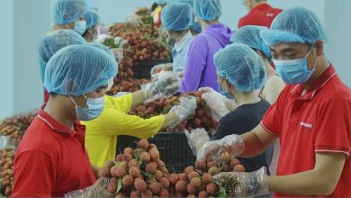 Có “đơn khủng” nhưng các gian hàng trực tuyến vẫn lo ngại điều gì?