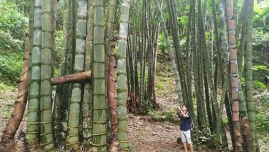 Nhà đầu tư mong muốn đẩy nhanh thực hiện Quy hoạch điện VIII