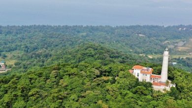 Phát triển thị trường carbon cho ngành gỗ