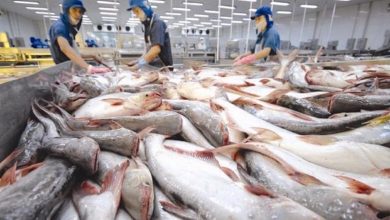 Doanh thu của "nữ hoàng cá tra" Vĩnh Hoàn giảm mạnh