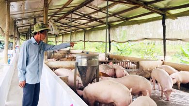 Doanh nghiệp ngành chăn nuôi đã qua thời khó khăn?