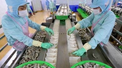 "Cơn gió ngược" của cổ phiếu ngành tôm "Cơn gió ngược" của cổ phiếu ngành tôm