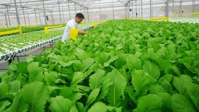 Quy định “làm khó” doanh nghiệp nông nghiệp vay vốn Quy định “làm khó” doanh nghiệp nông nghiệp vay vốn