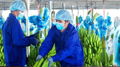 Mảng chăn nuôi heo của HAG: Kỳ vọng từ Lê Me Mảng chăn nuôi heo của HAG: Kỳ vọng từ Lê Me