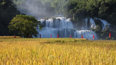 Mãn nhãn ngắm Cao Bằng mùa lúa chín Mãn nhãn ngắm Cao Bằng mùa lúa chín