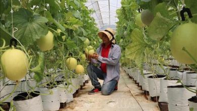 Phát triển nông nghiệp công nghệ cao còn chưa đồng bộ