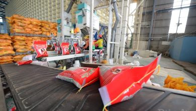 Quy định về ủy thác xuất khẩu gạo nguy cơ hạn chế cơ hội của các doanh nghiệp nhỏ