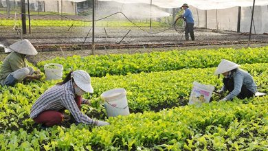 Cách mạng công nghiệp 4.0 tạo áp lực lên hợp tác xã Cách mạng công nghiệp 4.0 tạo áp lực lên hợp tác xã