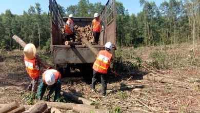 "Bài giải" nguyên liệu cho doanh nghiệp lâm nghiệp "Bài giải" nguyên liệu cho doanh nghiệp lâm nghiệp