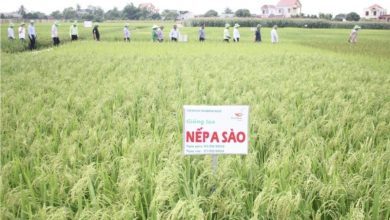 Luật Đất đai sửa đổi: “Cởi trói” đất đai cho các Viện nghiên cứu