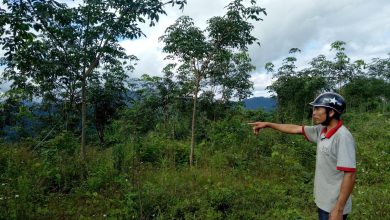 Nghệ An: Doanh nghiệp lấn chiếm hàng chục ha đất để trồng cao su? Nghệ An: Doanh nghiệp lấn chiếm hàng chục ha đất để trồng cao su?