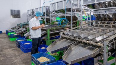 Thấy gì từ việc nhập khẩu điều thô Campuchia tăng vọt?