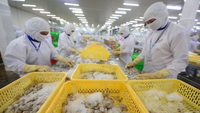 Doanh nghiệp xuất khẩu tôm sang Hàn Quốc "gặp khó" vì thuế hạn ngạch