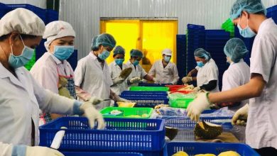 Doanh nghiệp đề nghị hỗ trợ xuất khẩu sầu riêng cấp đông và yến vào Trung Quốc