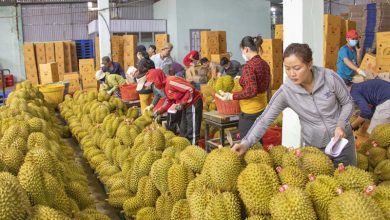 Sầu riêng phát triển “nóng” ở ĐBSCL, Bộ NN&PTNT chỉ đạo khẩn Sầu riêng phát triển “nóng” ở ĐBSCL, Bộ NN&PTNT chỉ đạo khẩn