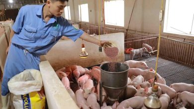 Liên kết doanh nghiệp phát triển vùng nguyên liệu thức ăn chăn nuôi