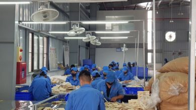 Thúc đẩy doanh nghiệp đầu tư vào trồng rừng hình thành chuỗi liên kết